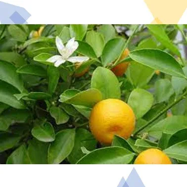 Sweet Orange Organic Essential Oil by Floracopeia 15 ml.